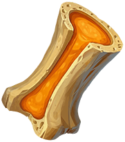 Bone Marrow